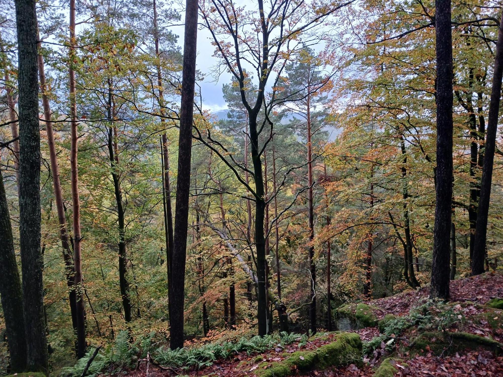 Gemuetliche Am Felsenwanderweg Appartement *